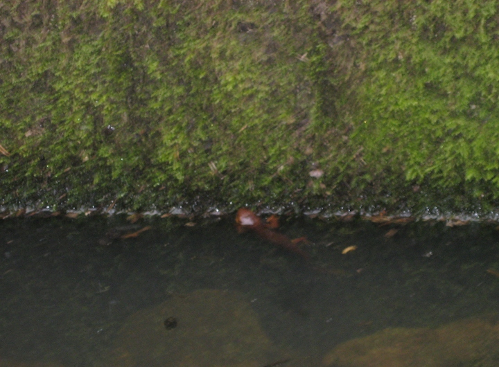 California Newt